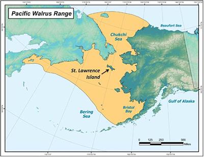 Fecal Methylmercury Correlates With Gut Microbiota Taxa in Pacific Walruses (Odobenus rosmarus divergens)